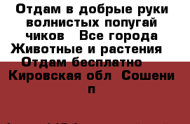 Отдам в добрые руки волнистых попугай.чиков - Все города Животные и растения » Отдам бесплатно   . Кировская обл.,Сошени п.